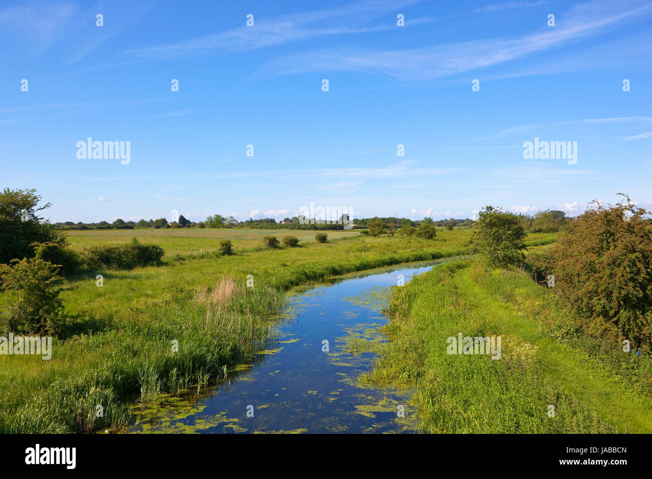 ein Kanal im Sommer mit Lily verlässt und Schilf umgeben von Ackerland und Hecken unter blauem Himmel in yorkshire Stockfoto