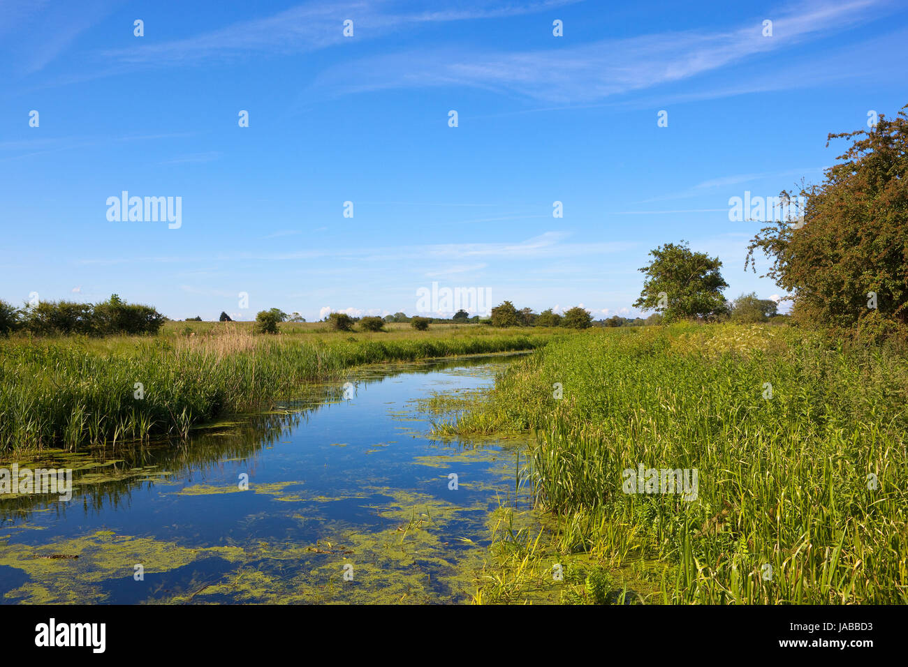 eine geschwungene Kanal mit Schilf und Weißdorn Bäumen umgeben von Weiden in Yorkshire unter blauem Himmel im Sommer Stockfoto