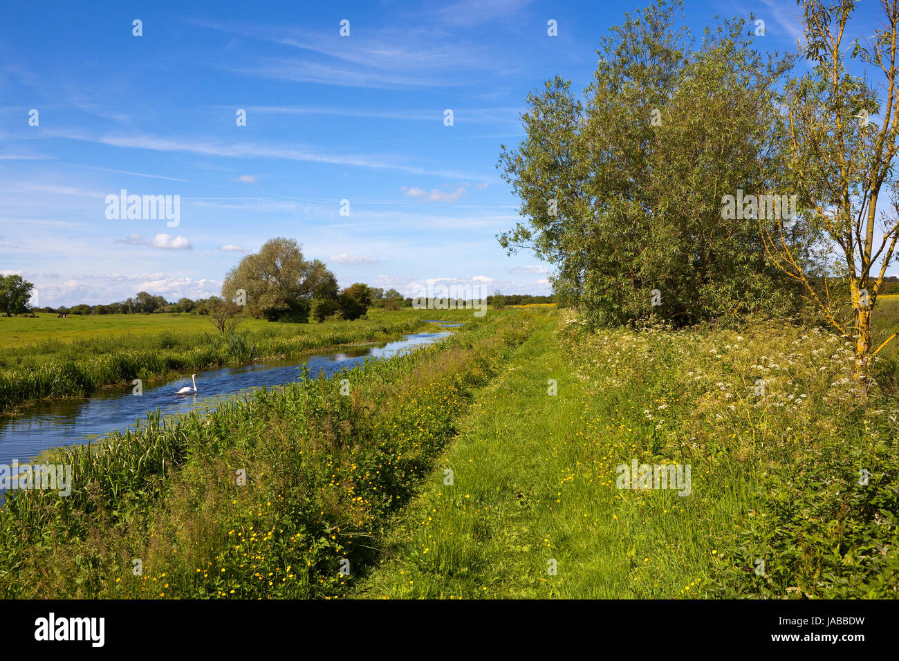 einen blauen Kanal mit einem Schwan neben Weiden Weiden und ein Wanderweg mit Bäumen und Hecken unter blauem Himmel in Yorkshire im Sommer Stockfoto