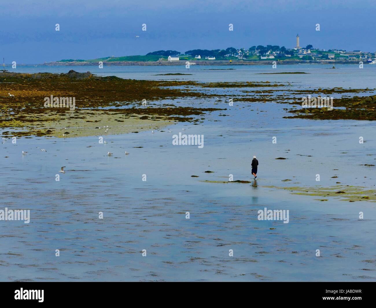 Landschaft mit Mann Kreuzung nassen Strand bei Ebbe mit Möwen in der Nähe, und Île de Batz erhebt sich in der Ferne. Roscoff, Frankreich. Stockfoto