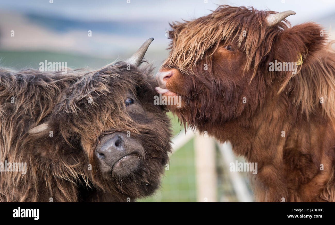 Paar der jungen schottischen Hochlandrinder Pflege miteinander. Stockfoto