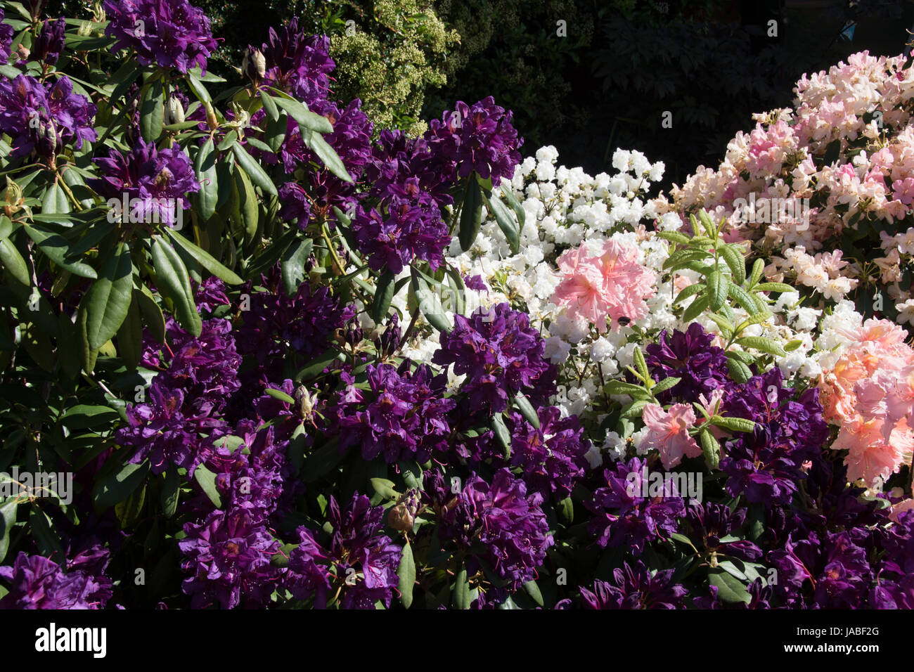 Die tief violetten Blüten von Rhododendron 'Marcel Menard' mit Rosa & weiß Azaleen Stockfoto