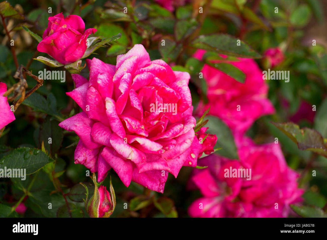 Smokey Mountain rose, Erbstück Rosen, St. Paul, Oregon Stockfoto