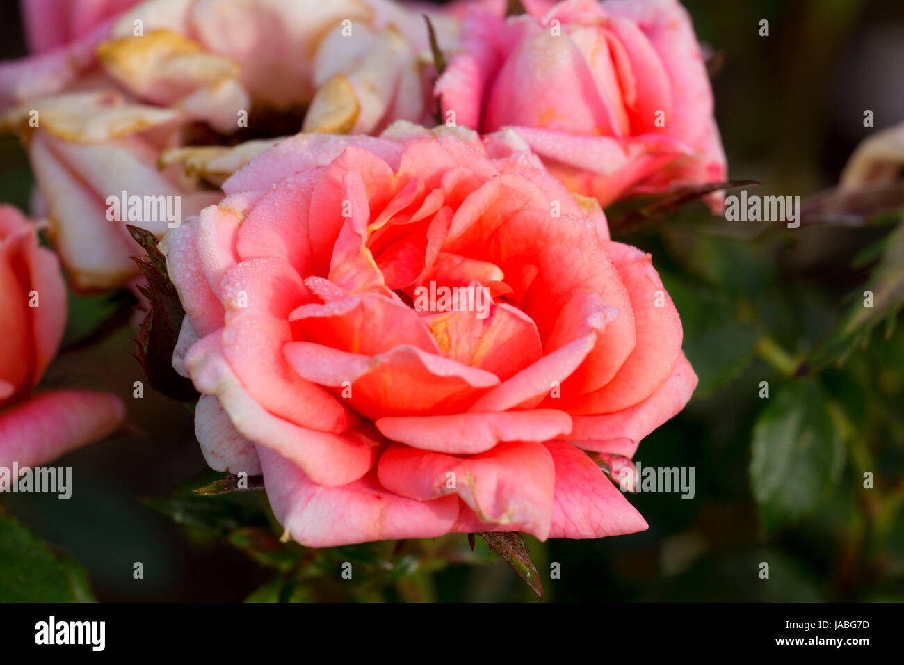 Schöne Puppe rose, Erbstück Rosen, St. Paul, Oregon Stockfoto