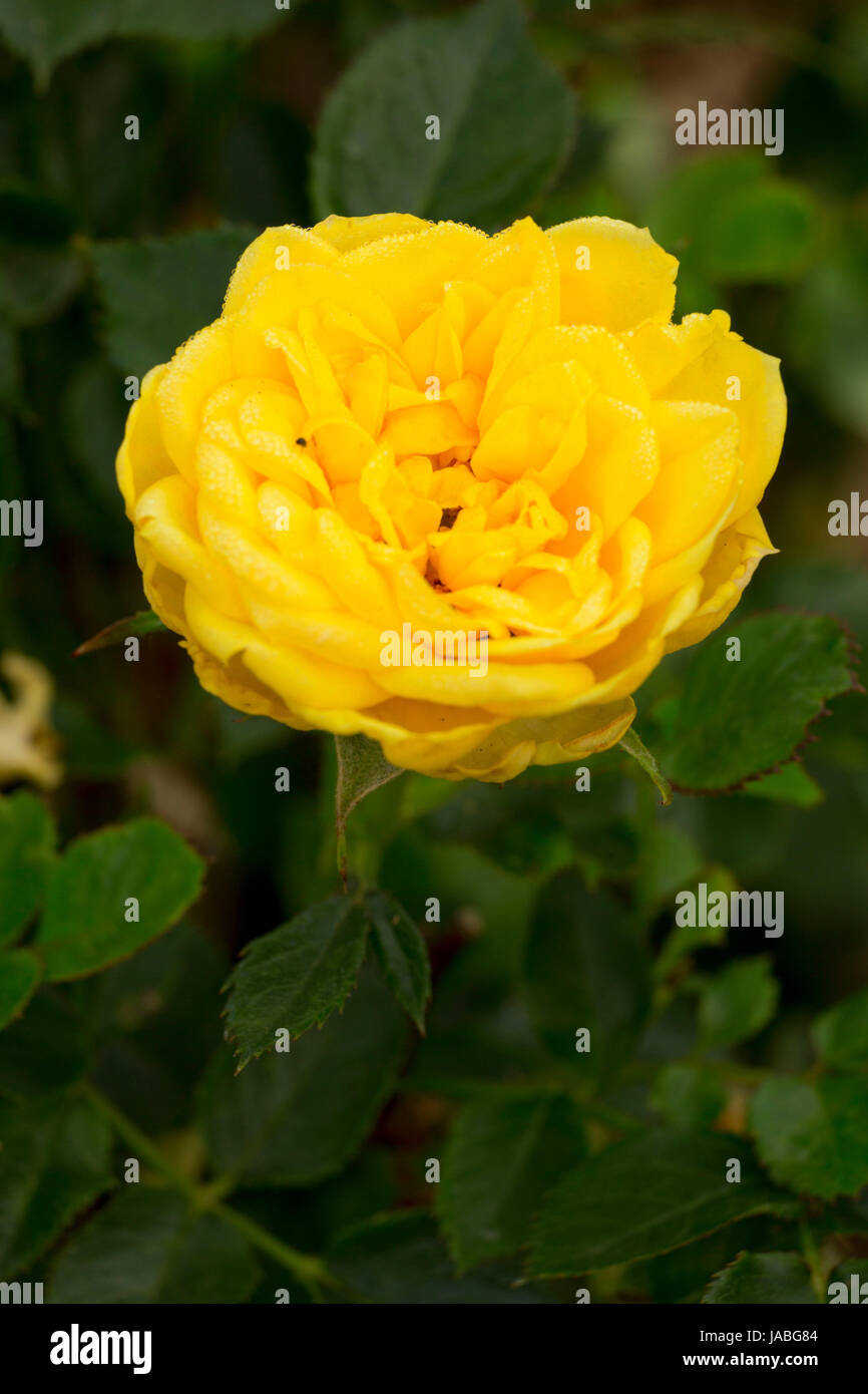 Lemon Drop Rose, Erbstück Rosen, St. Paul, Oregon Stockfoto