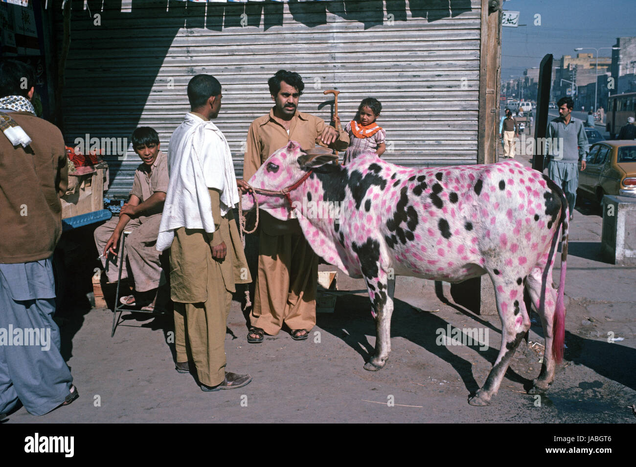 Kühen gemalt und Decoraed für religiöse Zeremonie, Rawalpindi, Provinz Punjab, Pakistan Stockfoto