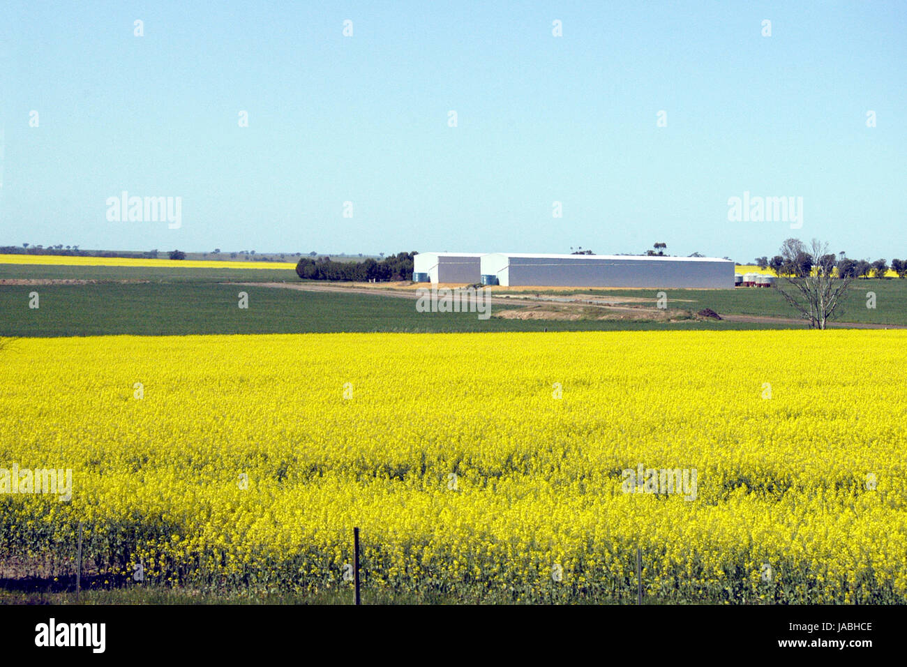 Raps-Pflanzen in der Nähe von Shepparton, Victoria, Australien Stockfoto
