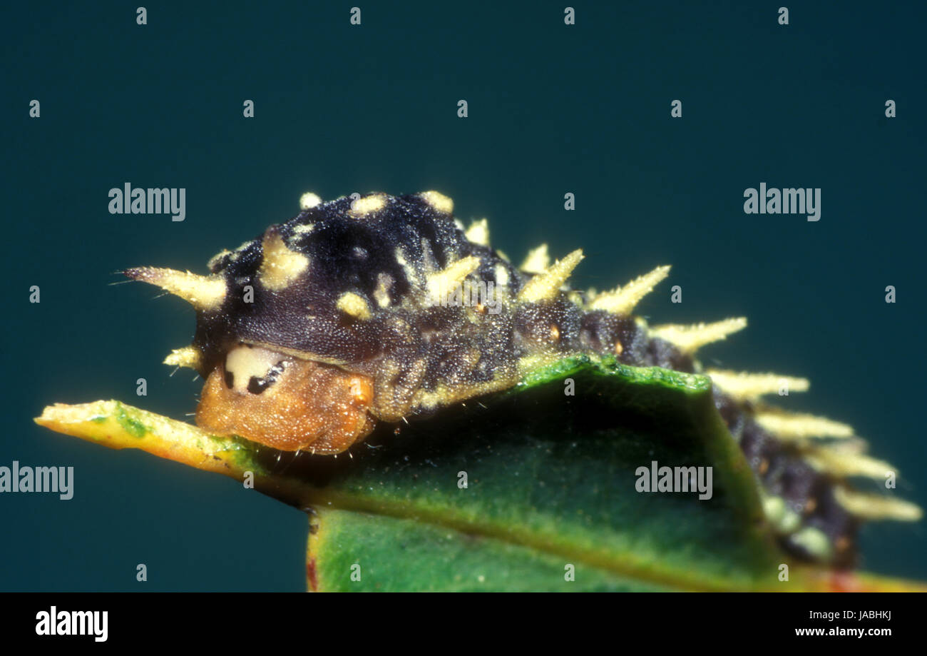 Eine Schale motte Caterpillar auf Eukalyptus Blatt. Cup Motten haben Cluster von Stacheln auf ihren Körpern. Stockfoto