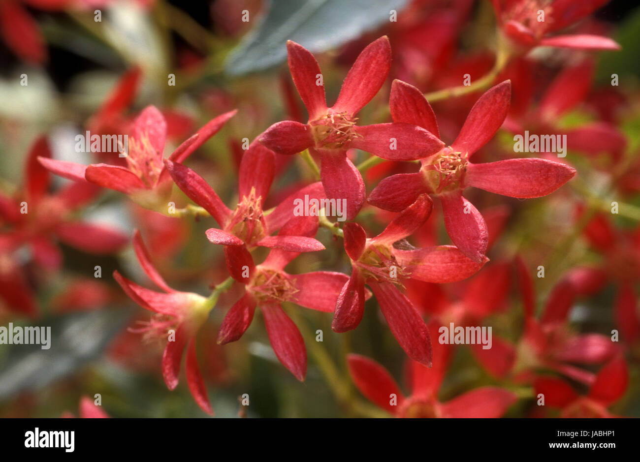 Ceratopetalum Gummiferum, New South Wales Weihnachten Bush, ist ein hoher Strauch oder kleiner Baum Stockfoto