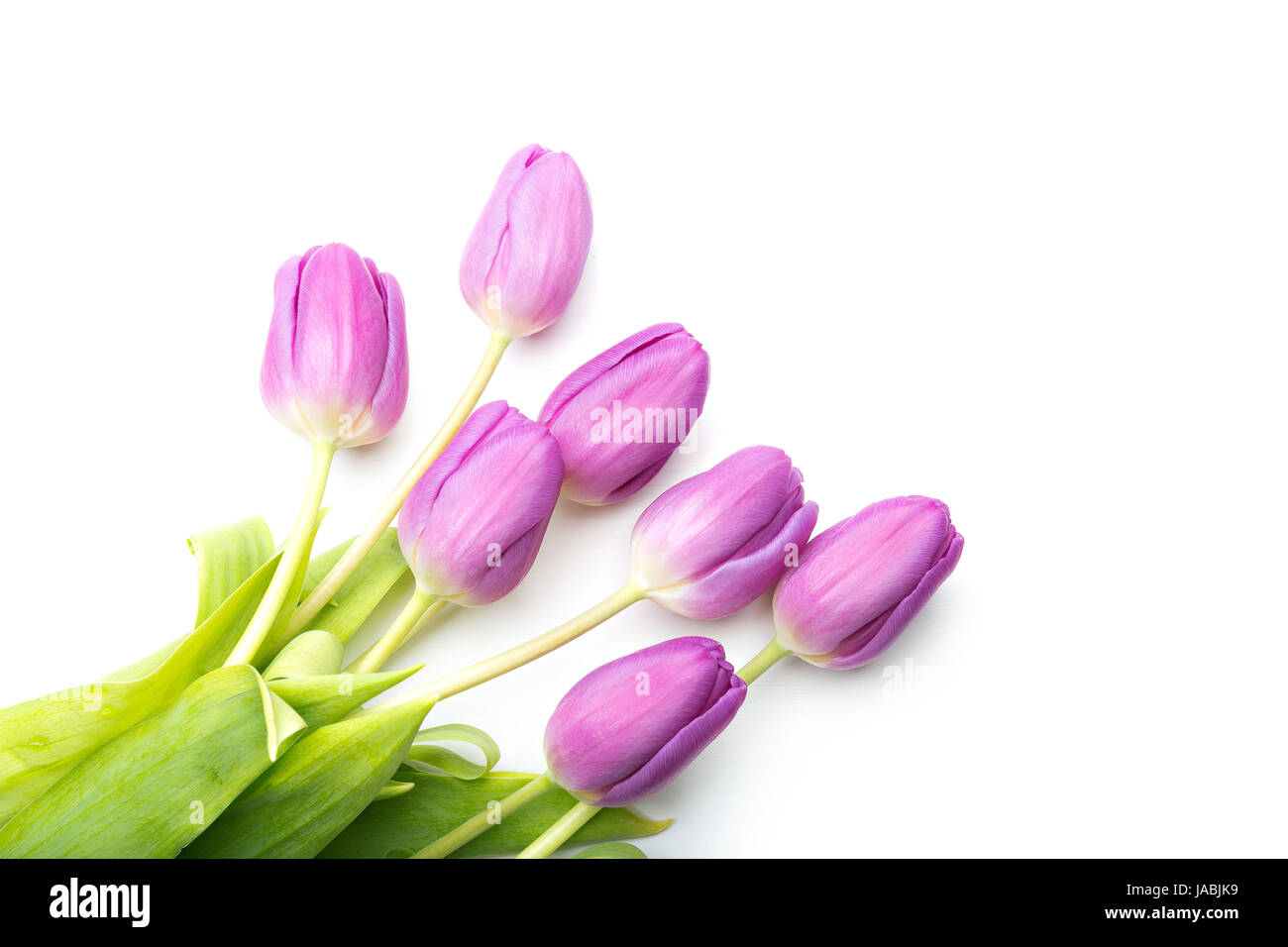 Reihe von violette Tulpen isoliert auf weiss Stockfoto