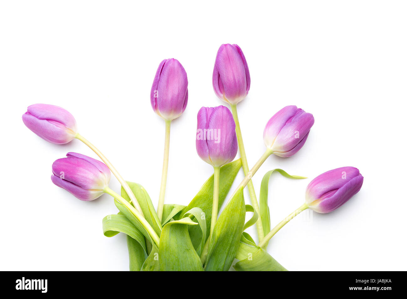 Reihe von violette Tulpen isoliert auf weiss Stockfoto