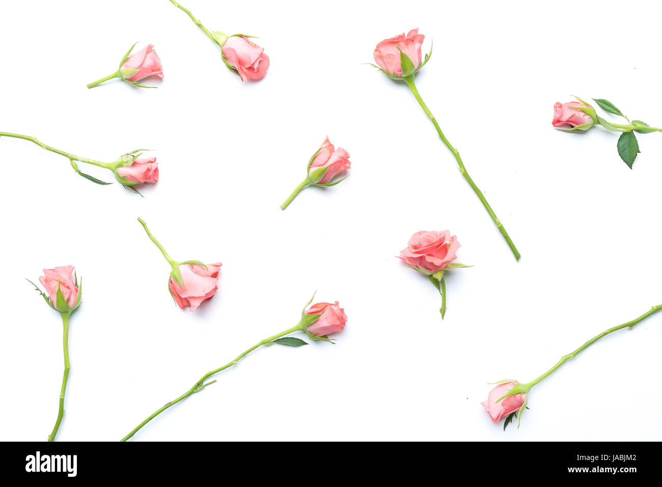 Rosen, die isoliert auf weißem Hintergrund, Blume Zusammensetzung Stockfoto