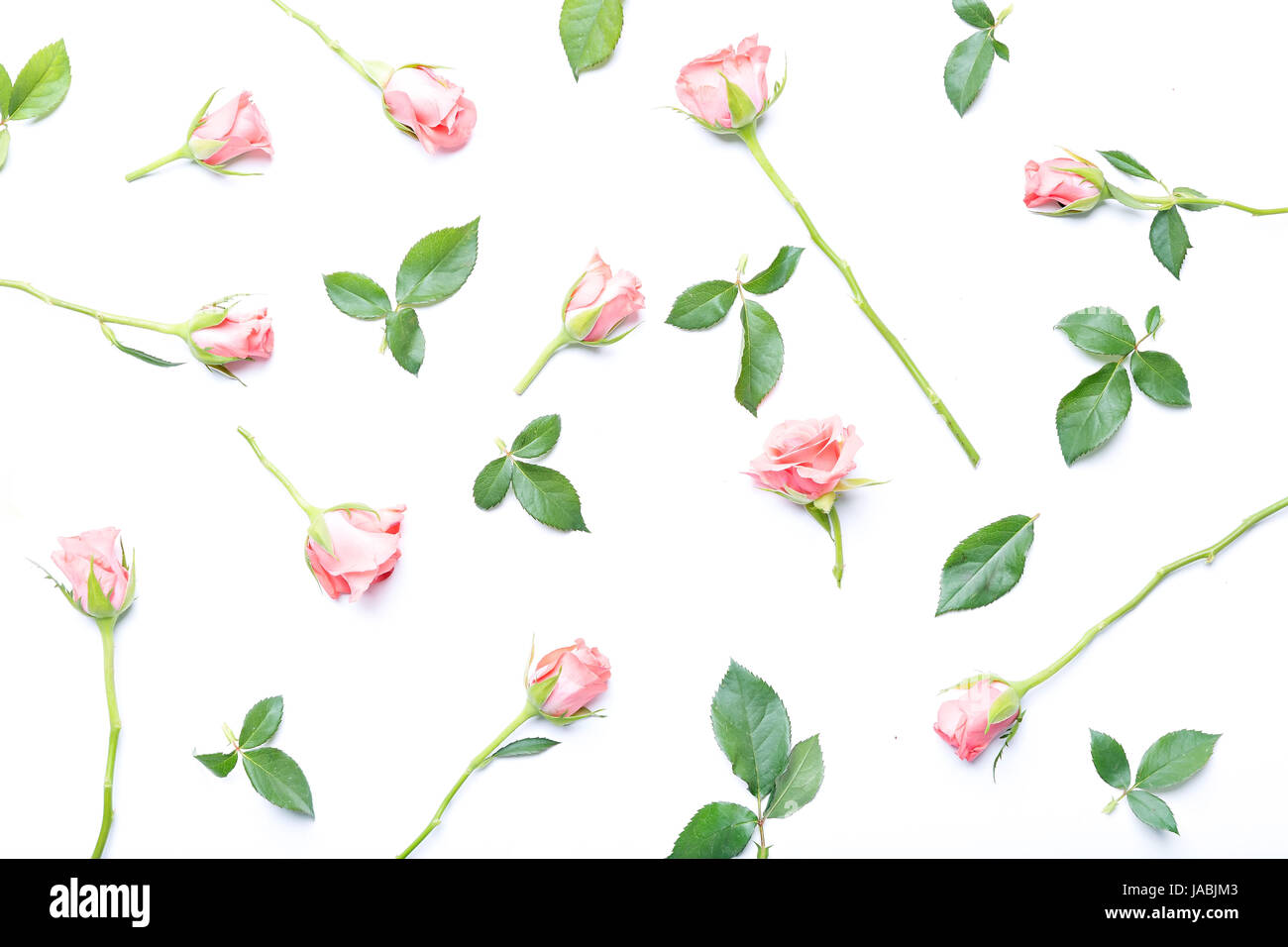 Rosen, die isoliert auf weißem Hintergrund, Blume Zusammensetzung Stockfoto