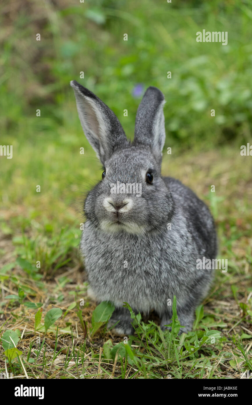 Graue Kaninchen auf der Wiese Stockfoto