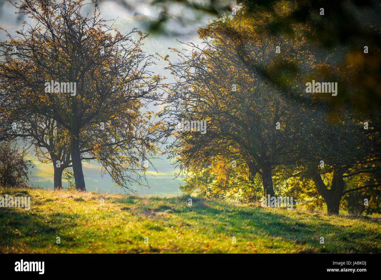 Morgensonne, die durch die Bäume von einem nebligen herbstlichen Park strömen Stockfoto