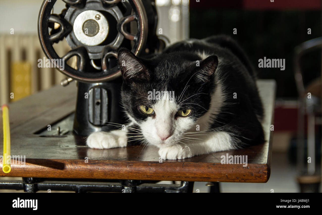 Black And White Cat und Vintage Nähmaschine Stockfoto