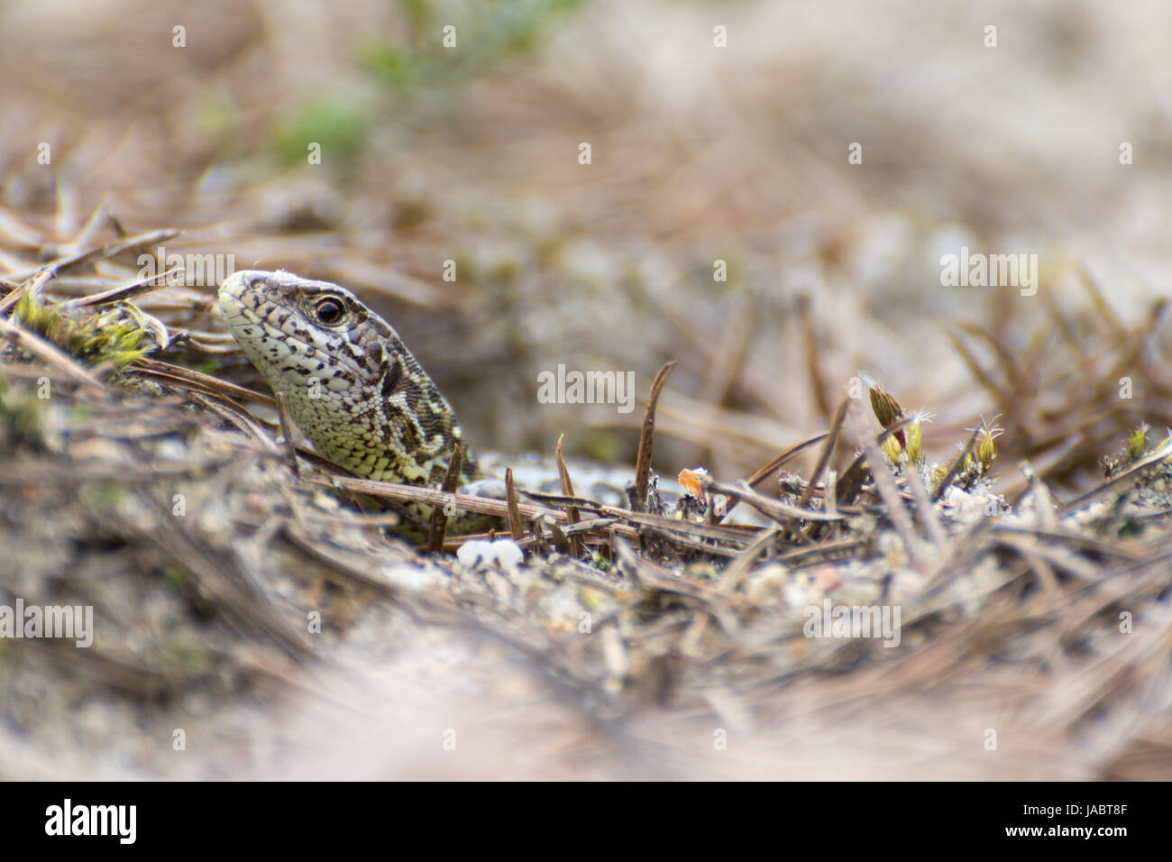 Weibliche Zauneidechse (Lacerta Agilis) - Nahaufnahme des Kopfes Stockfoto