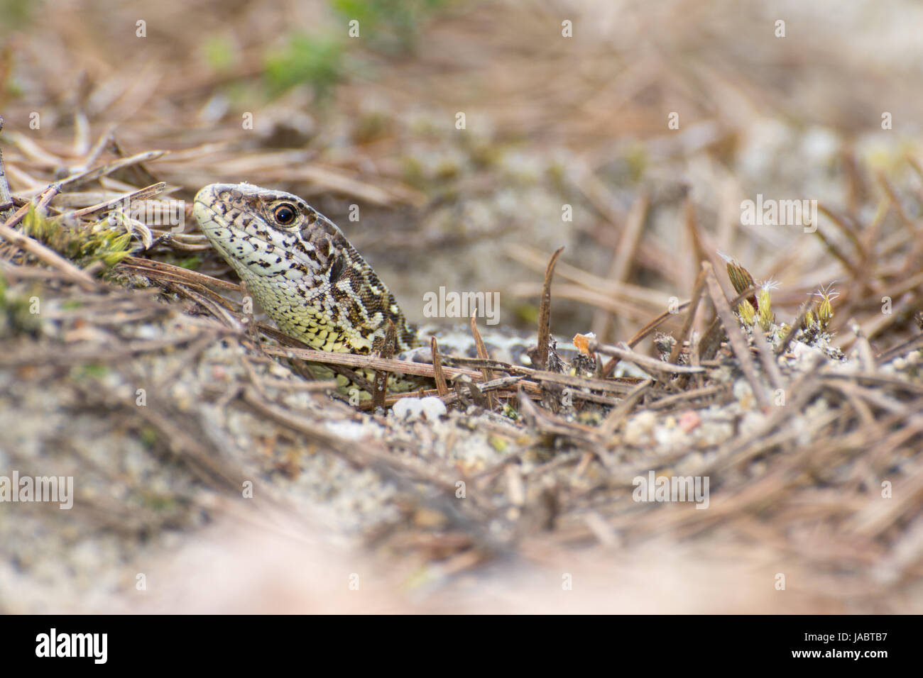 Weibliche Zauneidechse (Lacerta Agilis) - Nahaufnahme des Kopfes Stockfoto