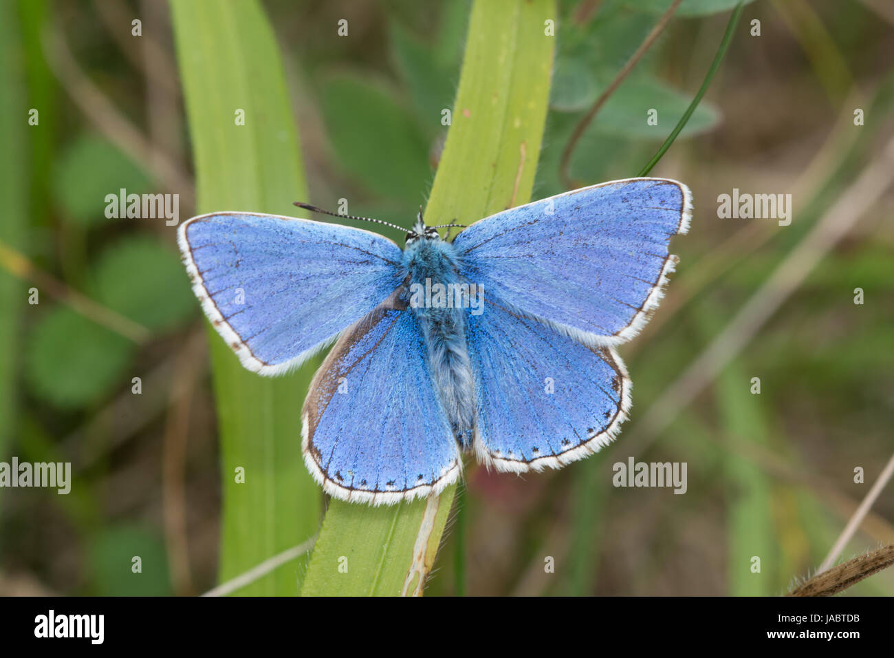 Nahaufnahme eines männlichen adonis-Blauschmetterlings (Polyommatus bellargus), Großbritannien Stockfoto