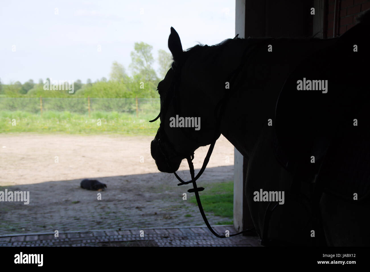 Silhouette eines Pferdes, die sich mit einem Hund Stockfoto