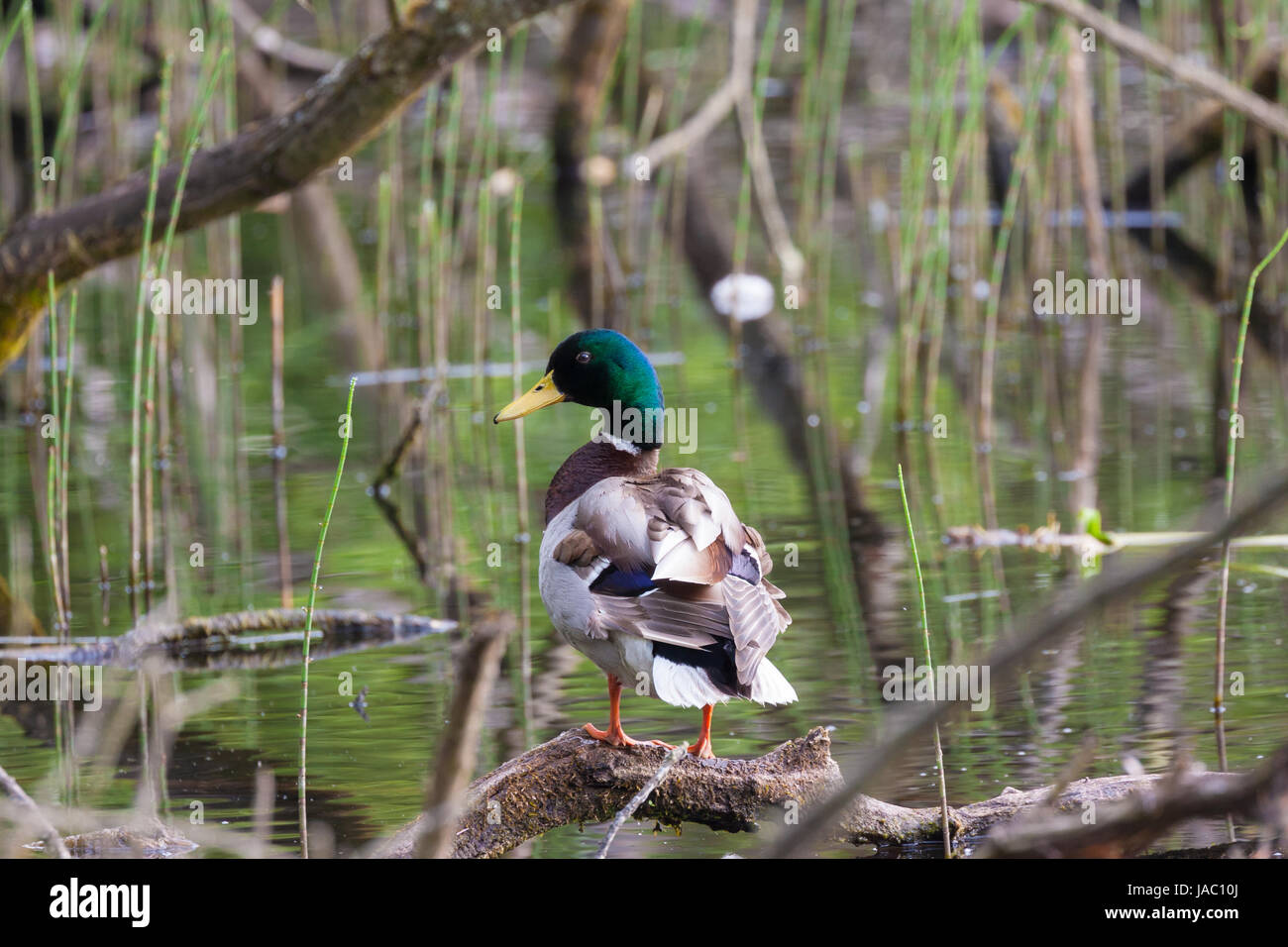 Mallard Ente stehend auf Alter Zweig in einem Teich Stockfoto