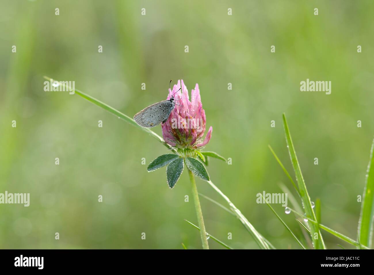 Short-tailed Blue auf Rotklee in der Morgentau/Cupido argiades auf Rotklee in den Morgen d Stockfoto