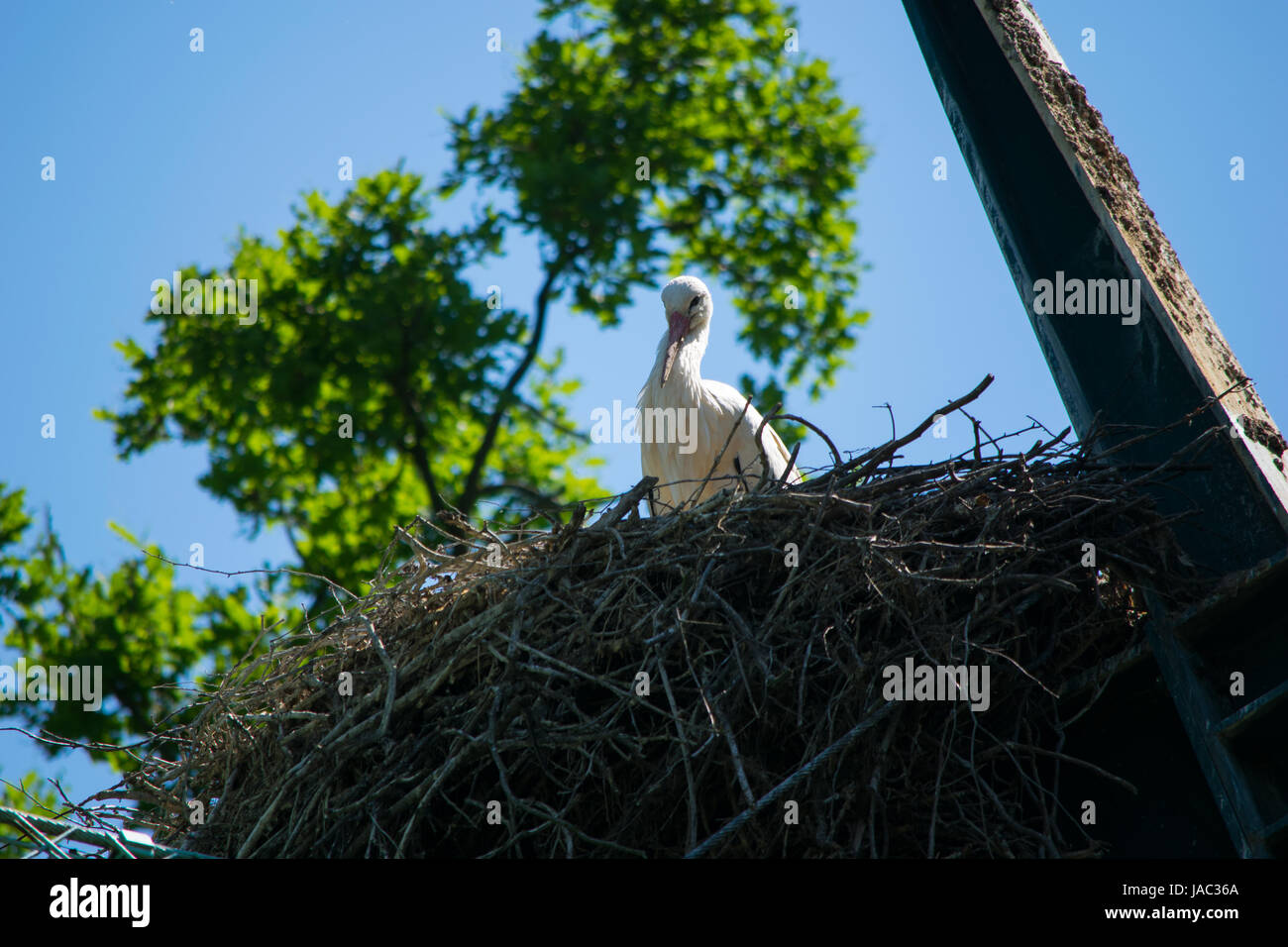 Allwetterzoo Münster, Storch, Storch, Babys im Storchennest Stockfoto