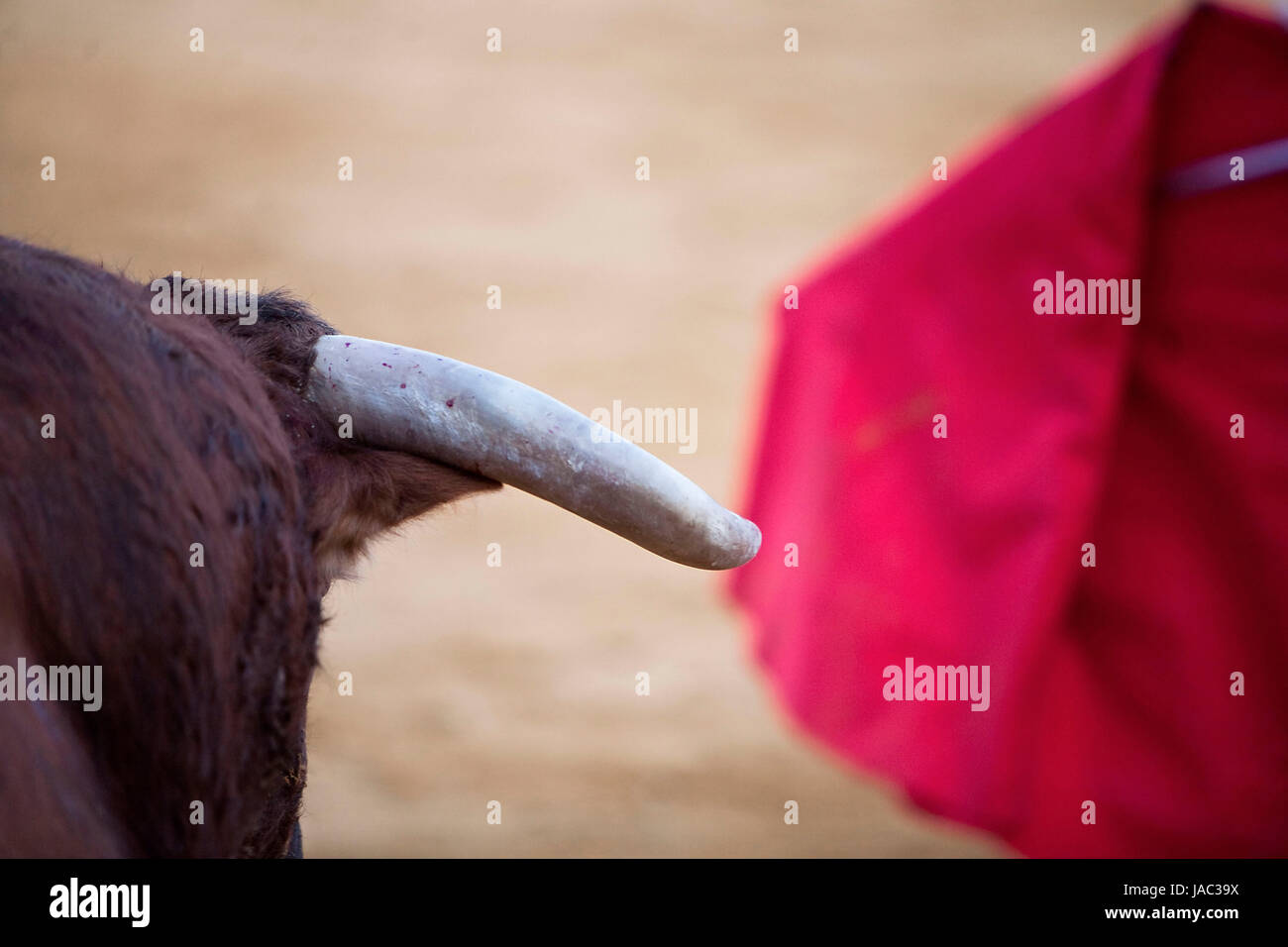 Detail des Kopfes und die Hörner eines Stieres in einen Stierkampf, Spanien Stockfoto