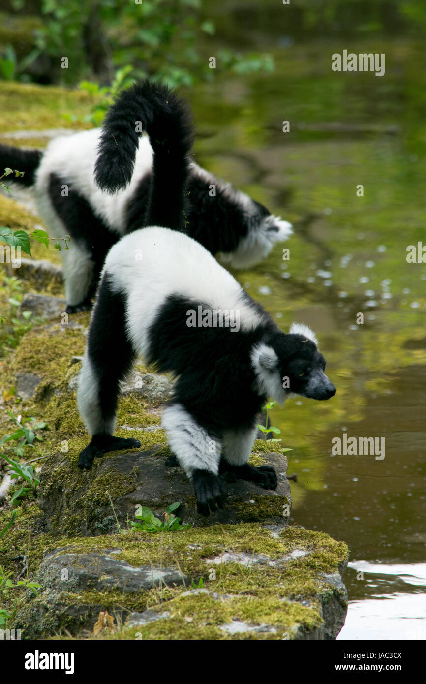 Vari, Lemur, Lemure zu Fuß durch das Wasser Stockfoto