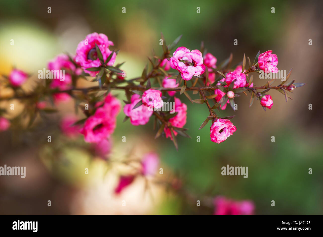 Fuchsia Leptospermum Scoparium Blume Stockfoto