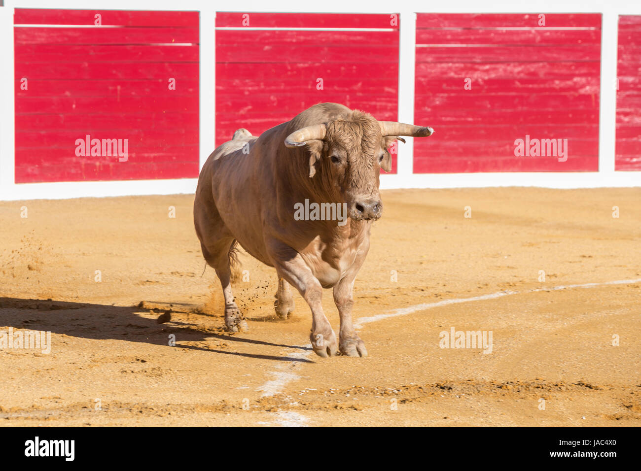 Sabiote, Spanien - 23. August 2014: Erfassung der Figur von einer mutigen Bull in einen Stierkampf Sabiote, Spanien Stockfoto