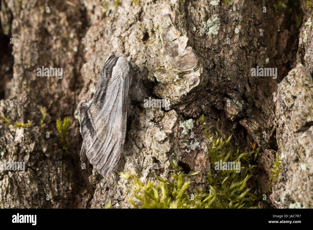 Pergament-Zahnspinner, Pergamentspinner, Pergament-Spinner, Pergamentzahnspinner, Weibchen, Harpyia Milhauseri, Hybocampa Milhauseri Leinbiene Milhaus Stockfoto