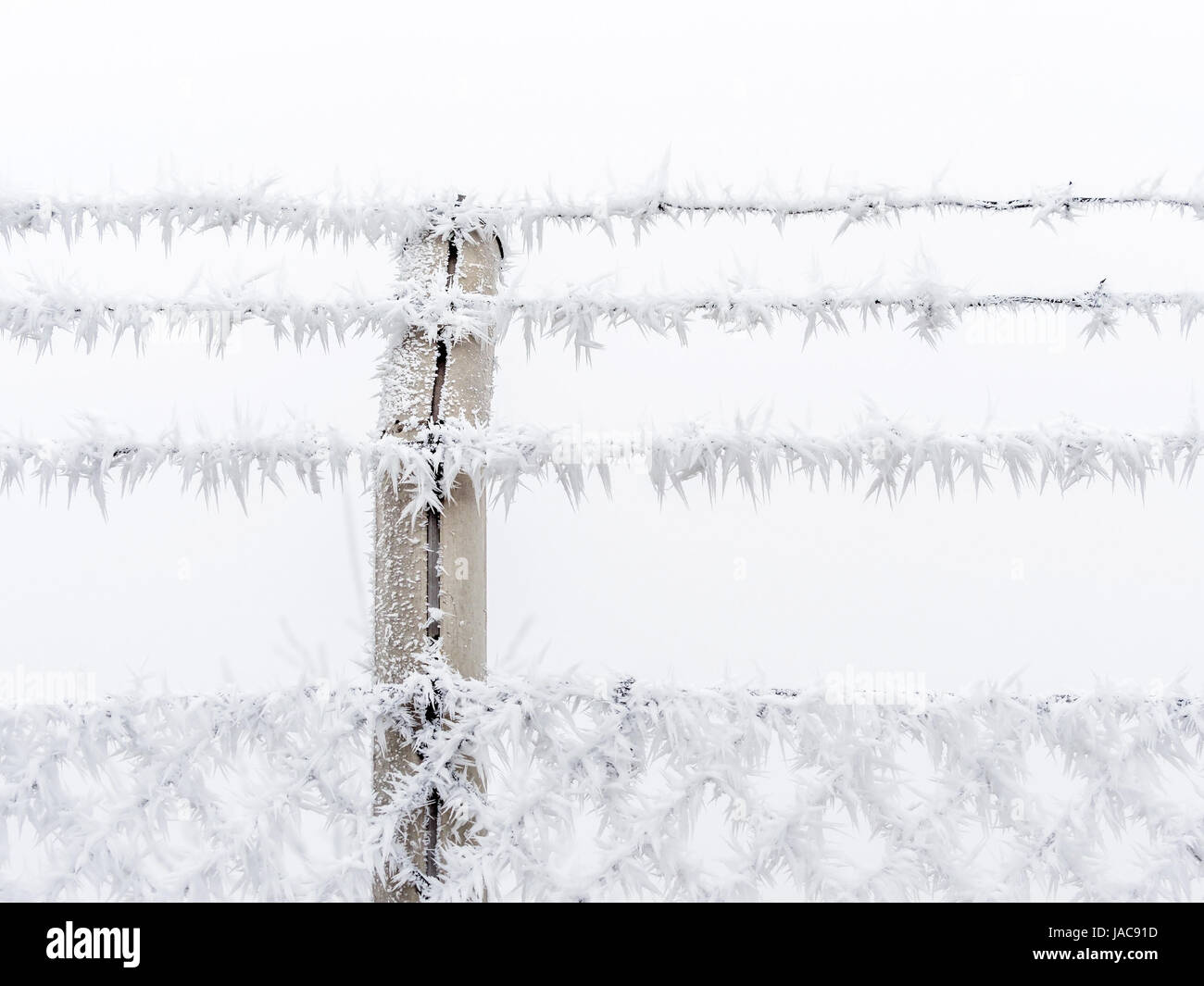 In der Kälte im Winter Rauhreif Formen, In der Kälte Im Winter Bildet Sich Raureif Stockfoto