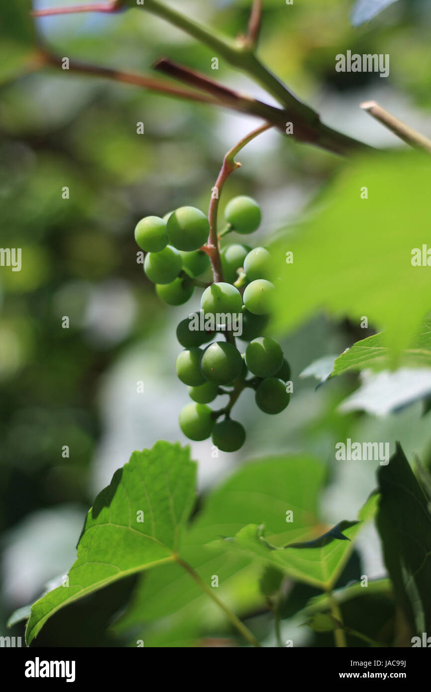 Weißweintrauben Stockfoto
