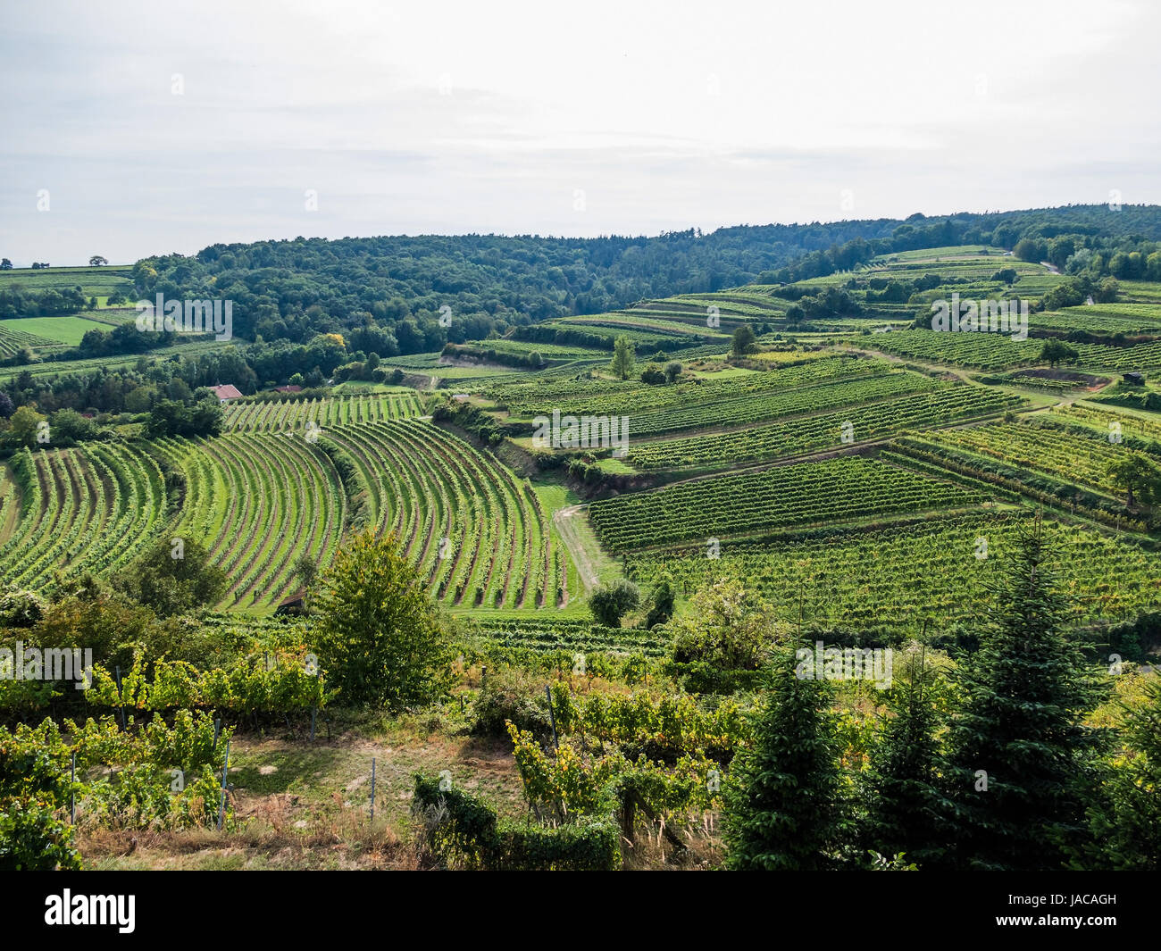 Das Weingut der Winzer in Niederösterreich, Der Weingarten Eines Winzers in Niederösterreich Stockfoto
