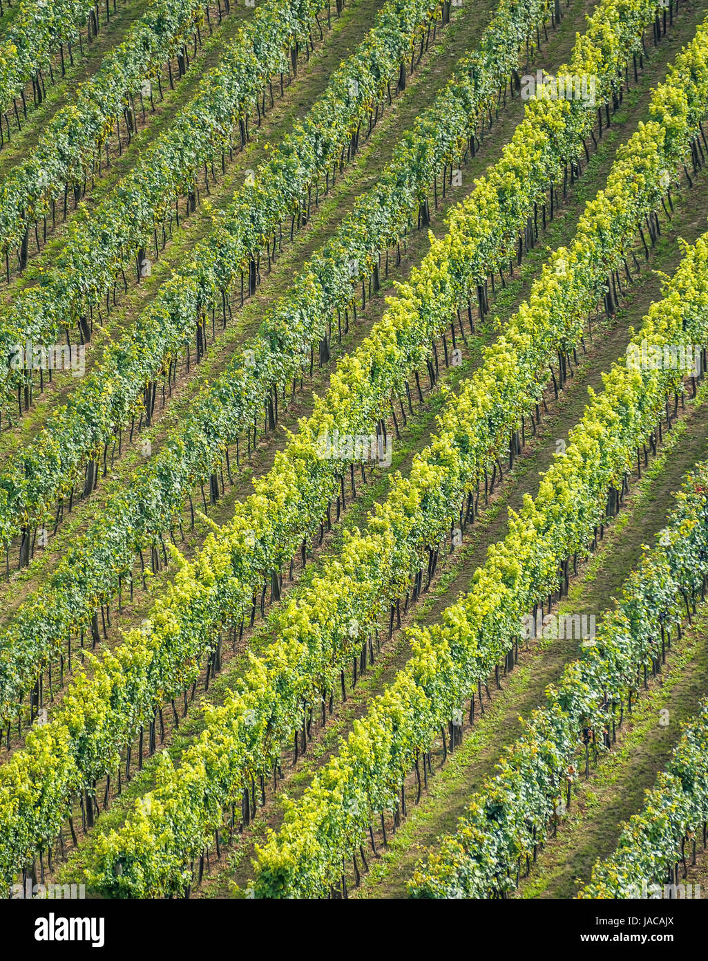 Das Weingut der Winzer in Niederösterreich, Der Weingarten Eines Winzers in Niederösterreich Stockfoto