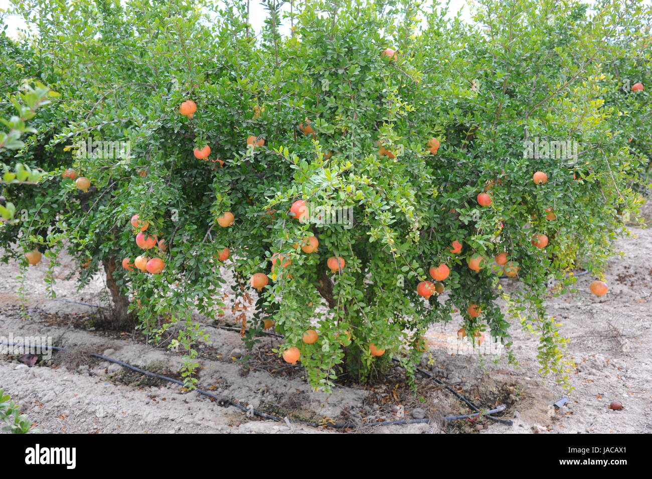 Spanien - Granatapfel Stockfoto