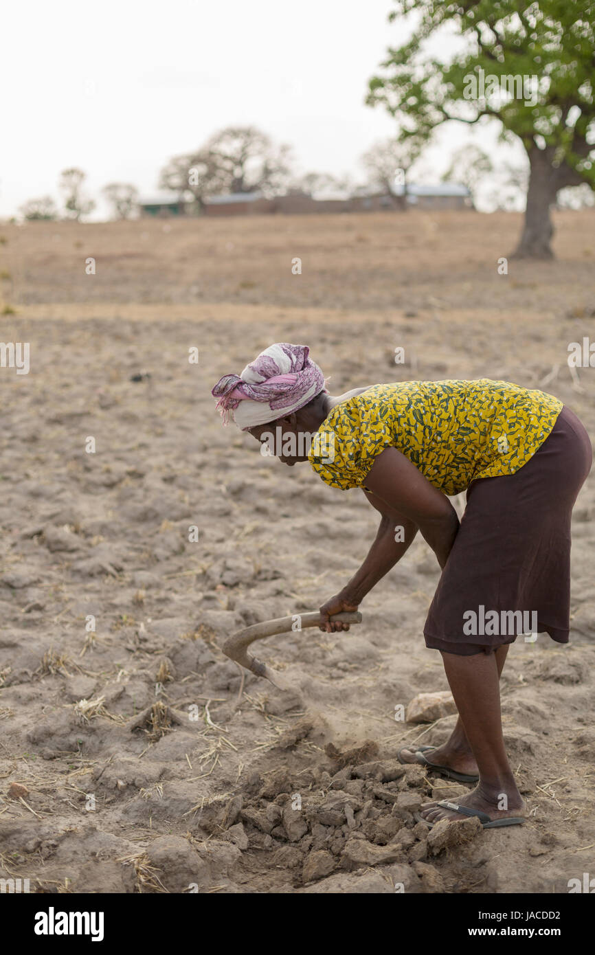 Ein Landwirt versucht, in eine Dürre heimgesuchten Maisfeld in Nord-Ghana, Westafrika zu pflegen. Stockfoto