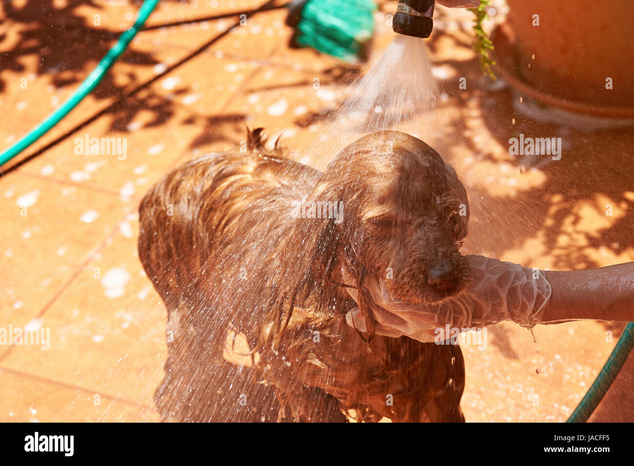 Besprühen mit Wasser Spaniel Hund. Niedliche braune Spaniel Hund waschen Stockfoto