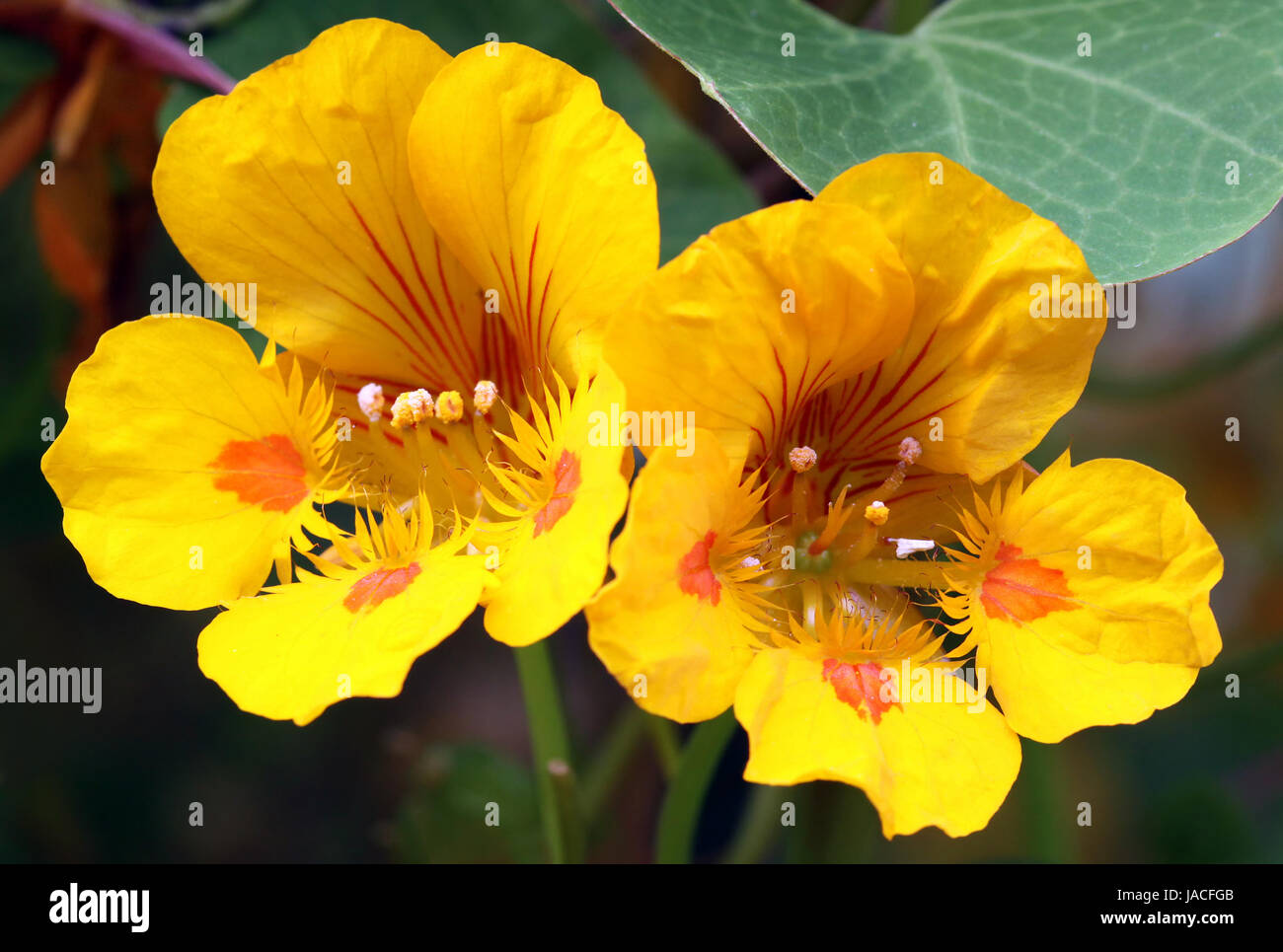 Kleine Kapuzinerkresse tropaeolum minus Stockfoto