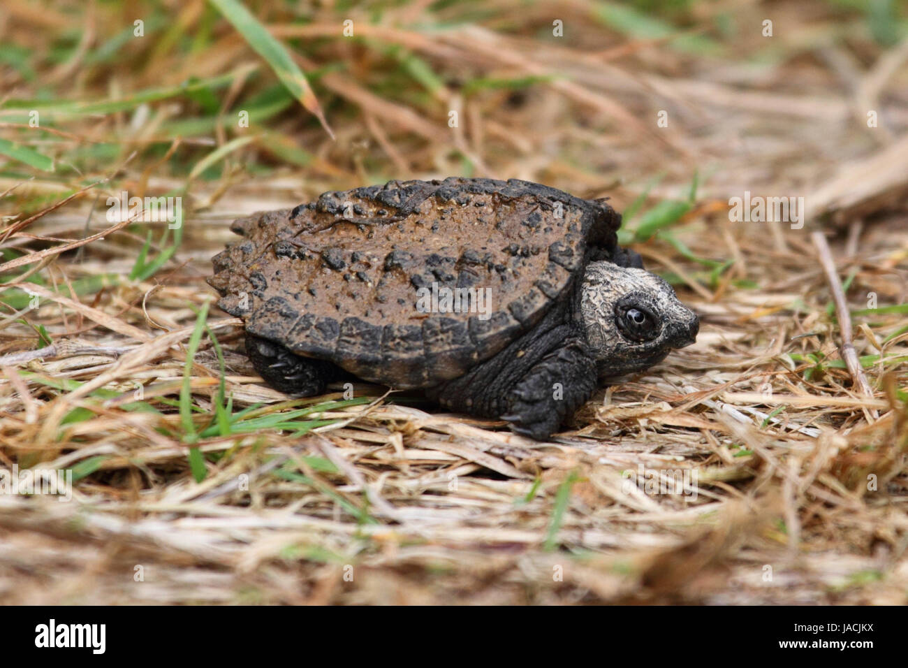 Baby Gemeinsame Schnappschildkrote Chelydra Serpentina Stockfotografie Alamy
