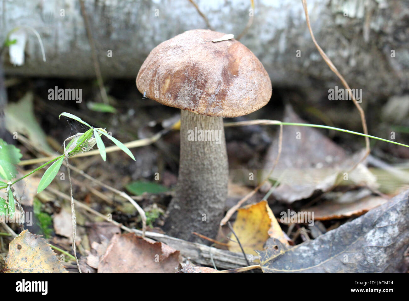 Steinpilze Pilze im Wald Stockfoto