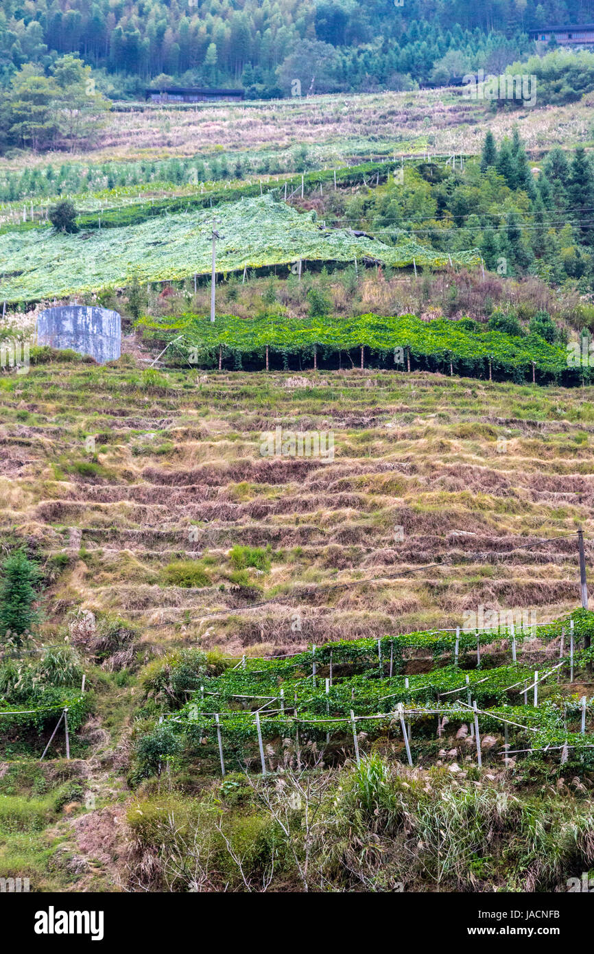 Longji, China.  Passionsfrucht/Maracuja Reben wachsen auf den Hügeln. Stockfoto