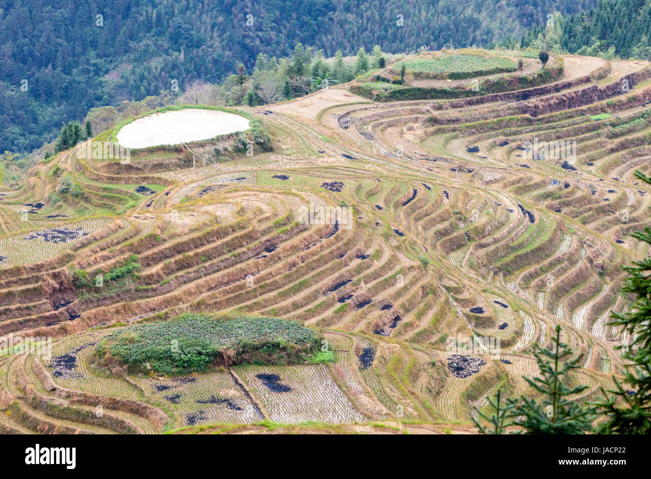 Longji, China.  Terrassierte Reisfelder nach der Ernte. Stockfoto