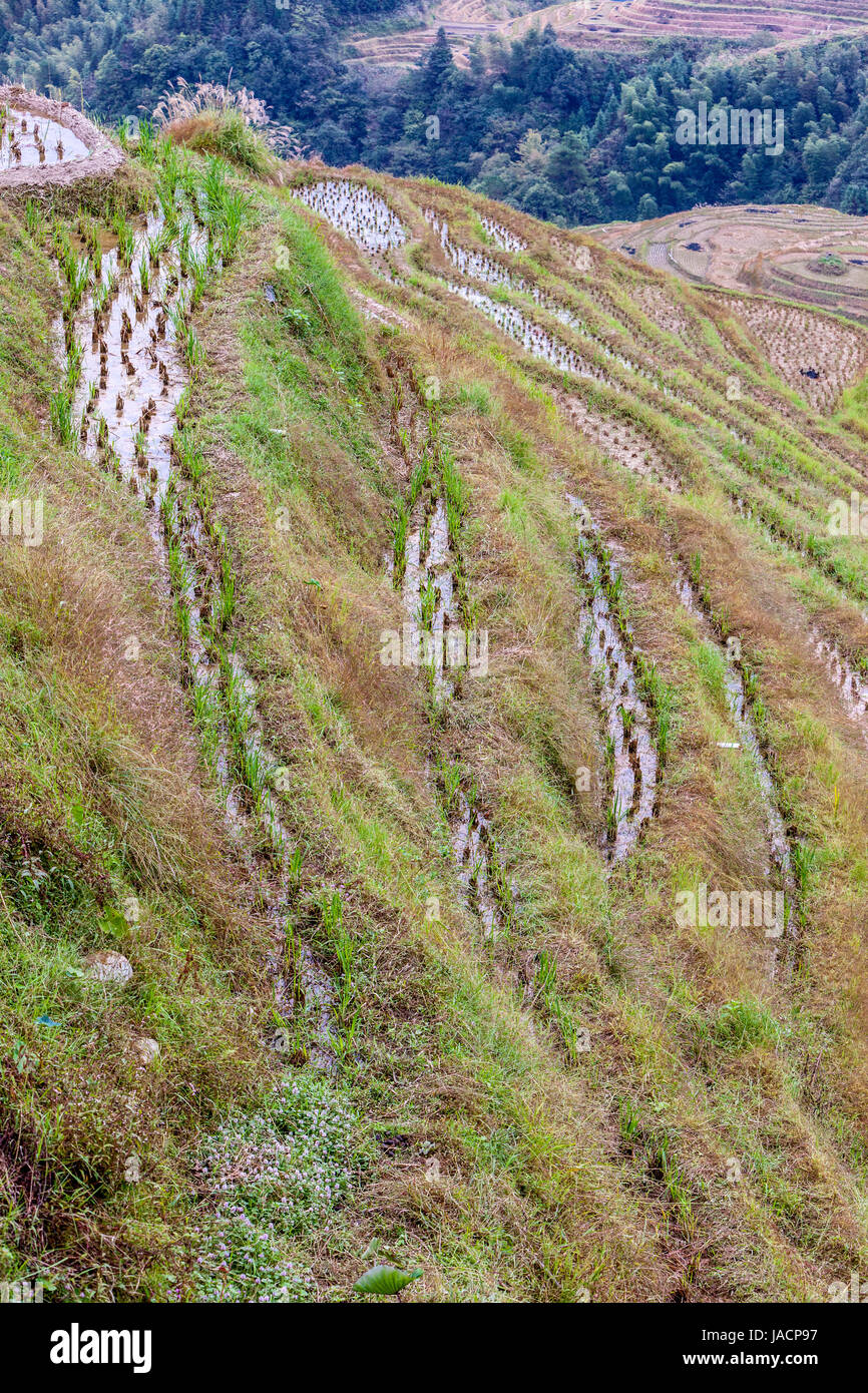 Longji, China.  Engen terrassierten Reisfelder nach der Ernte Klammern sich an die Berghänge. Stockfoto