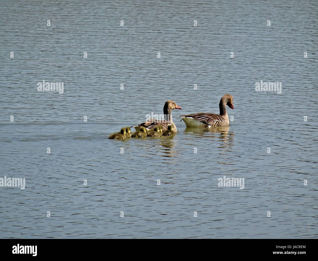 Wildtiere in Salburua neben Vitoria/Gasteiz, Baskenland, Spanien. Eine Familie von Enten kreuzt einen See in einem sehr idyllischen Bild. Stockfoto