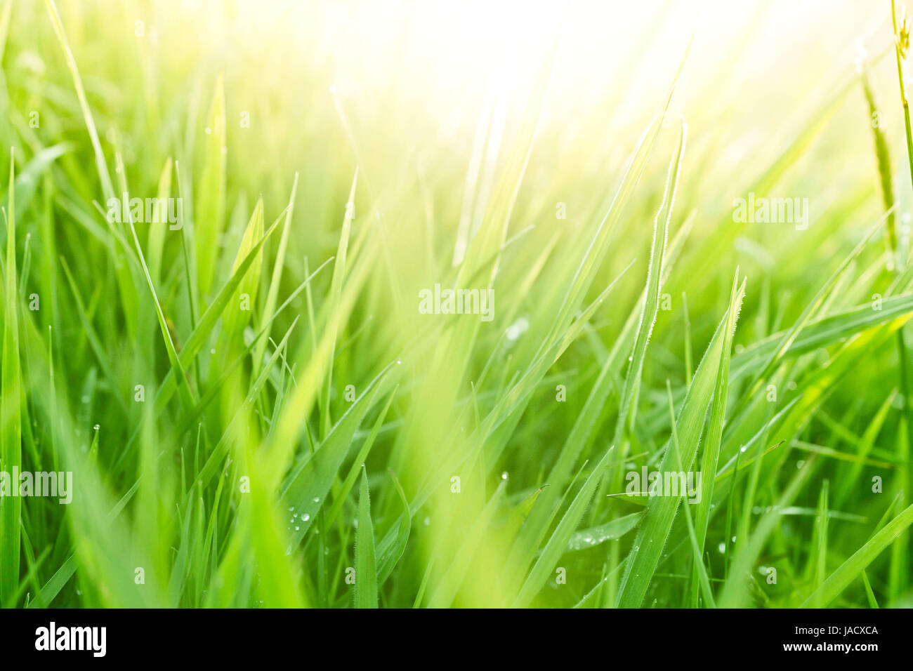 Üppige, frisches Grasgrün-Hintergrund Stockfoto