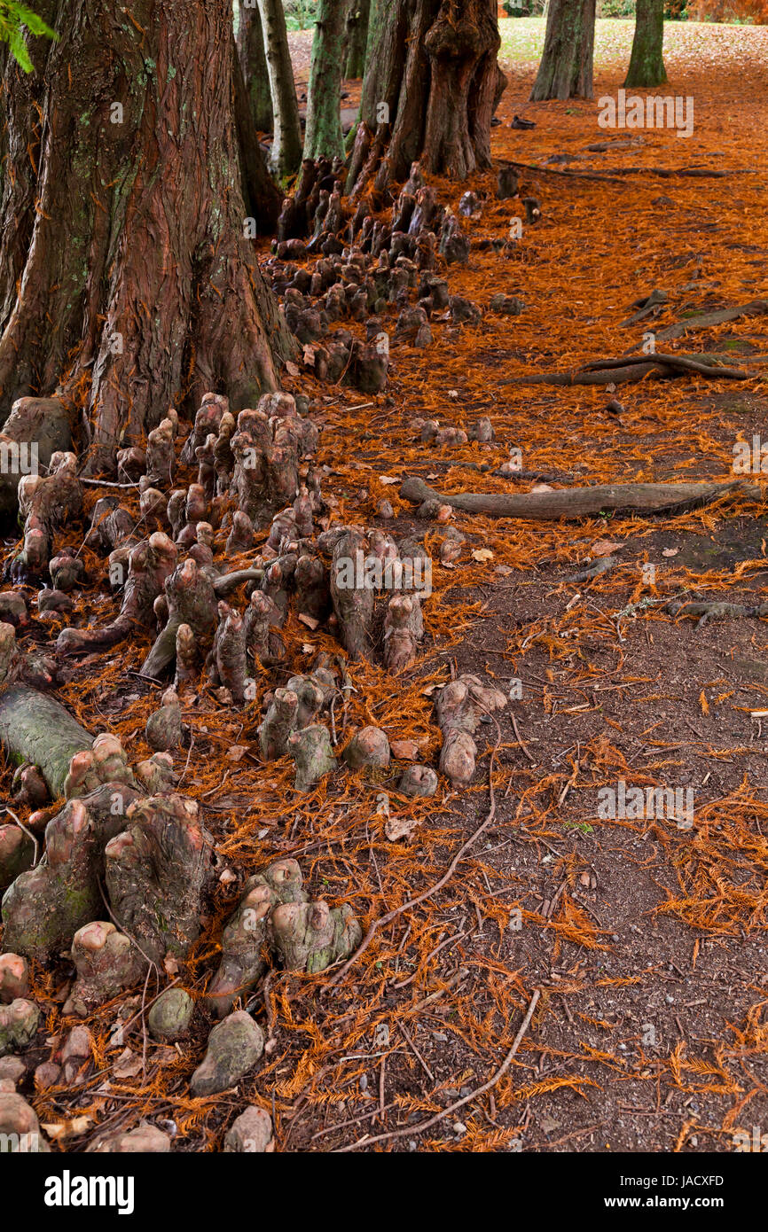 Sumpf-Zypresse (Taxodium Distichum) Knie entsteht an einem See Stockfoto