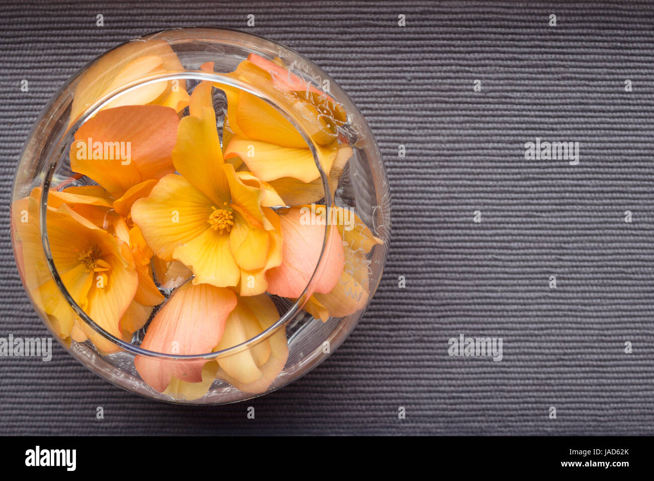 Blumen der Begonie in eine Tasse auf strukturierten Hintergrund schweben. Flach zu legen Stockfoto