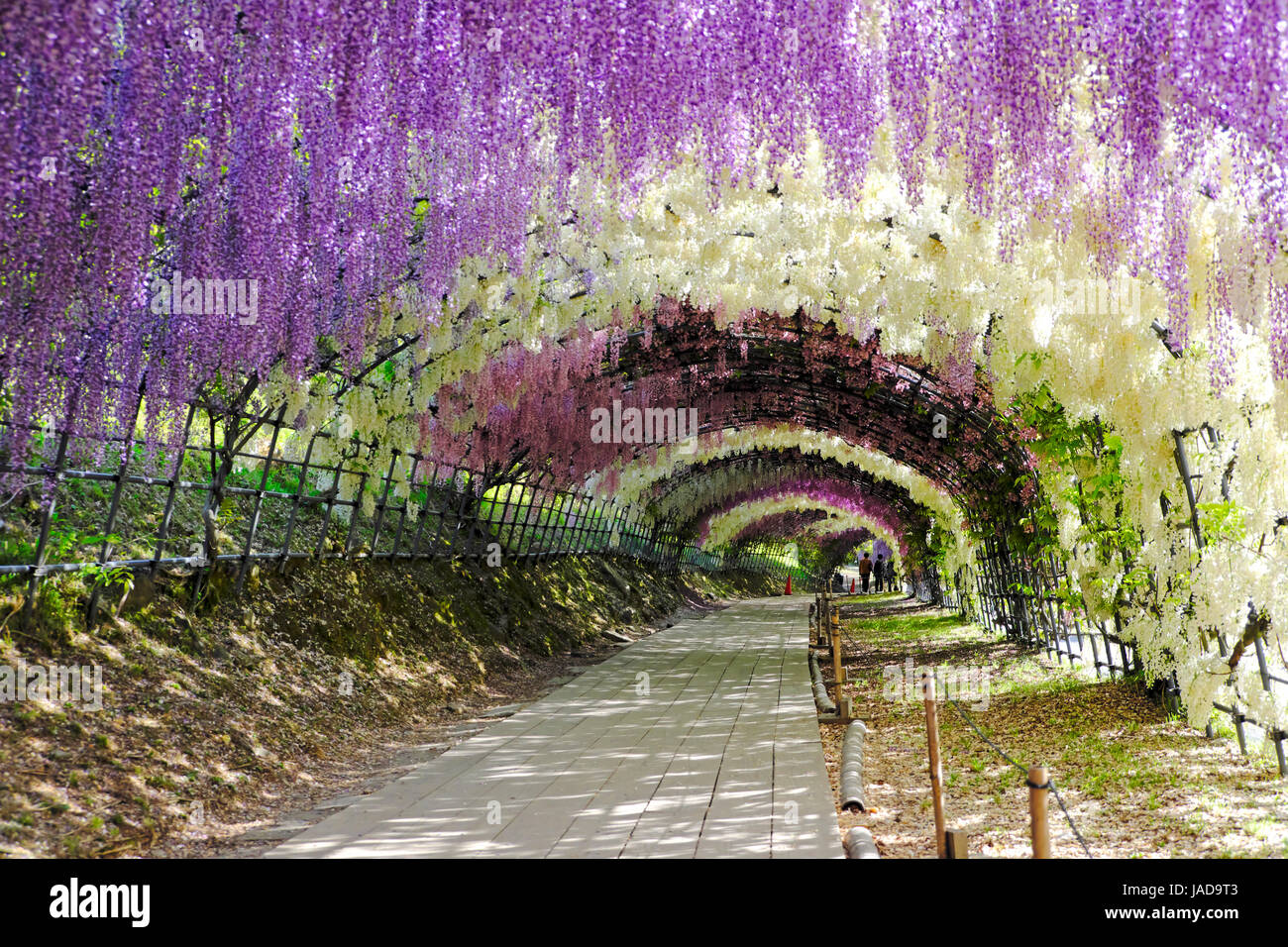 Glyzinien Tunnel in voller Blüte im Kawachi Fujien Wisteria Garden in Kitakyushu, Fukuoka, Japan Stockfoto